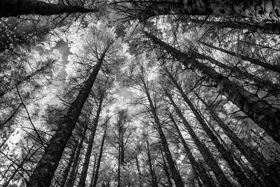 Forest converging Photograph by John Paul Cullen