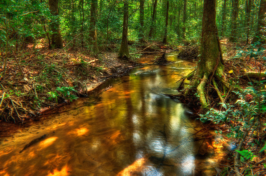 Nature Photograph - Forest Creek by Richard Leighton