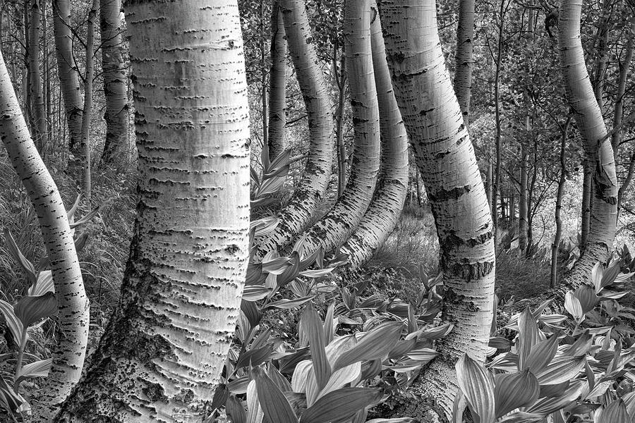 Forest Curves Photograph by Denise Bush