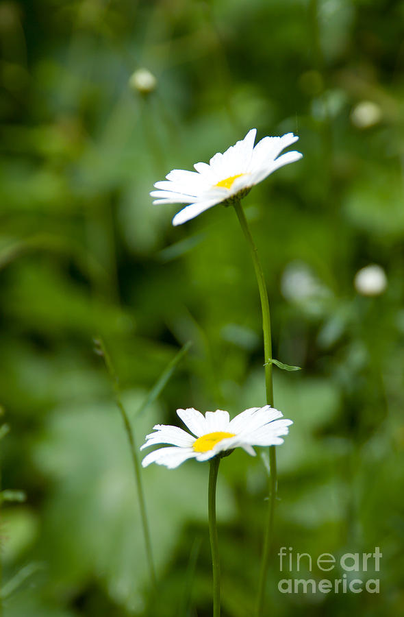 Forest Daisies Photograph by Idaho Scenic Images Linda Lantzy