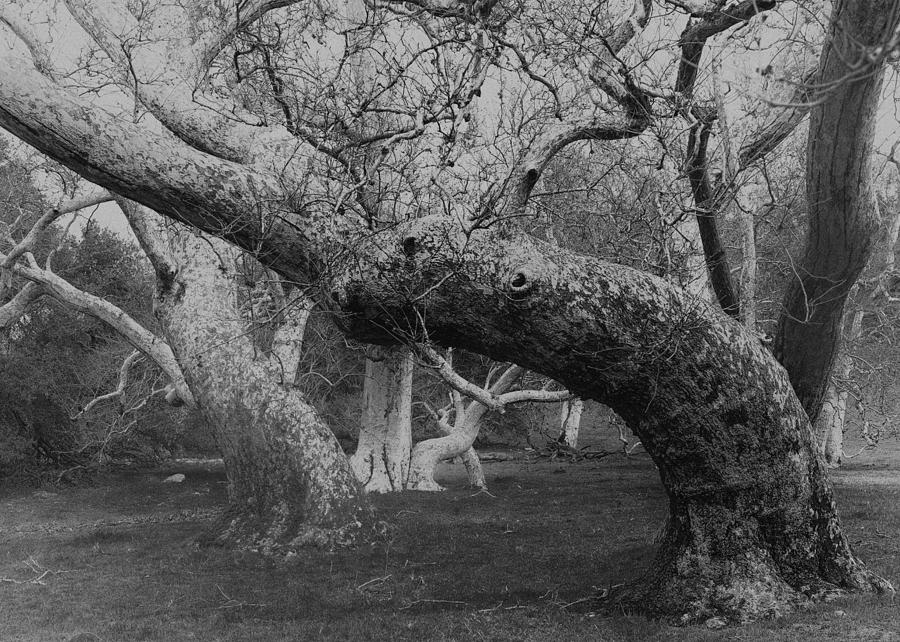 Tree Photograph - Forest Dance by Joseph Smith