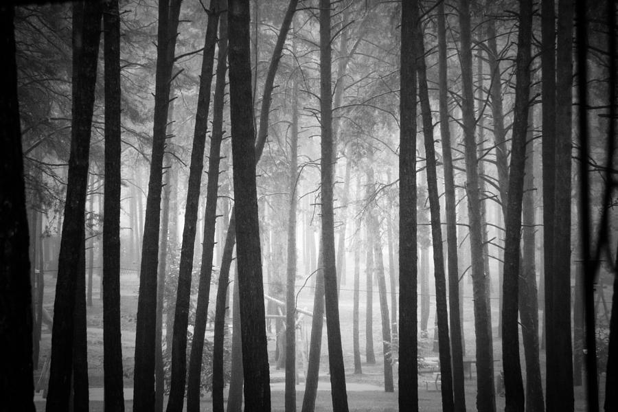 Pine Tree Forest Photograph by Dorit Fuhg