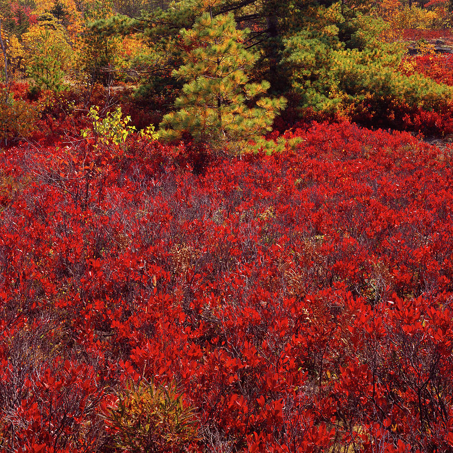Forest Edge Fall Blueberry Photograph by Tom Daniel