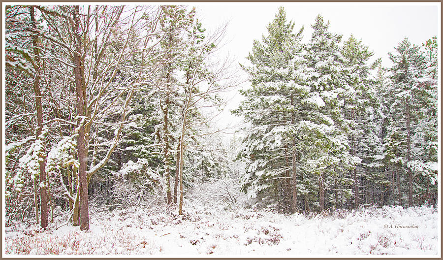 Forest Edge in Snow, Pocono Mountains, Pennsylvania Photograph by A Macarthur Gurmankin