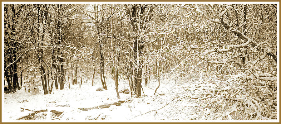 Forest Edge with Snow, Winter, Pocono Mountains Photograph by A Macarthur Gurmankin