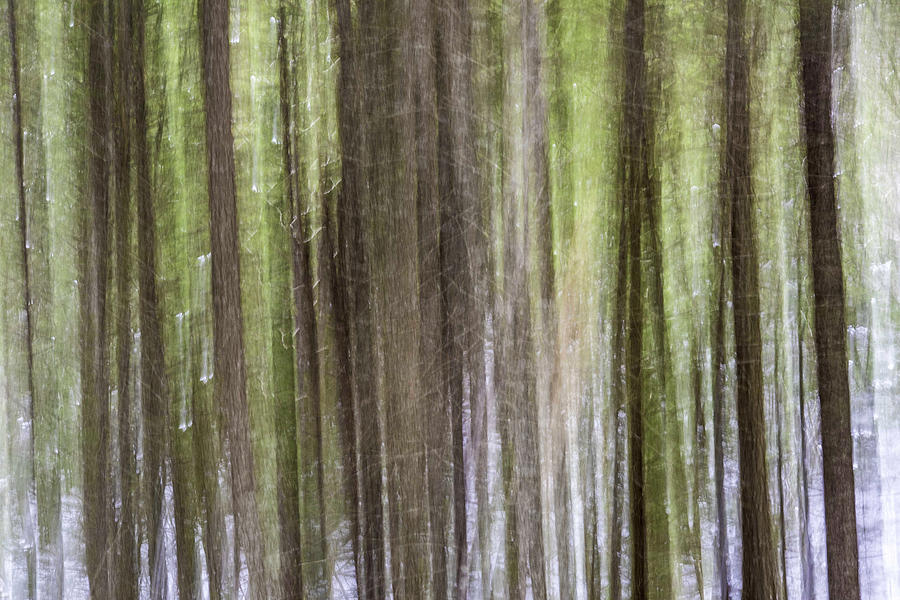 Abstract Photograph - Forest Elegy 1 by Scott Leslie