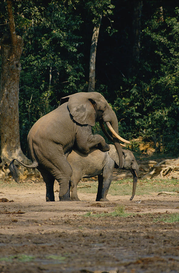 forest-elephants-mating-photograph-by-michael-fay