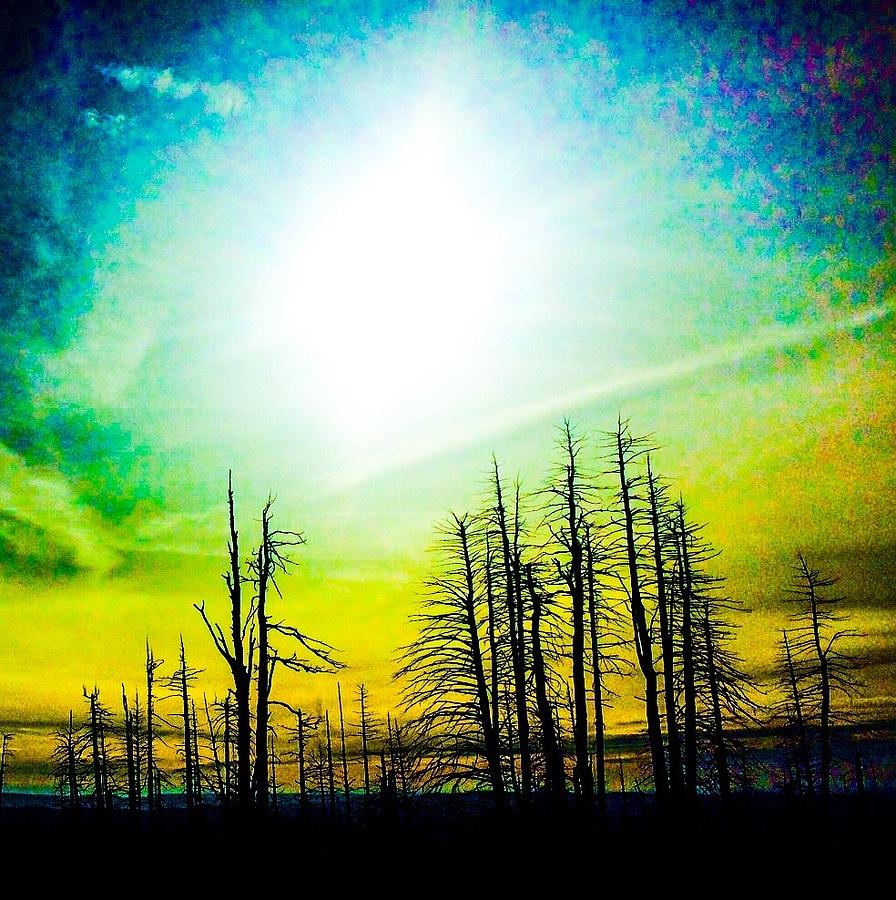 Forest Energy Photograph by Jennifer Lake
