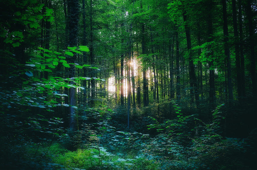 Light shining through the trees  Photograph by Fabrizio Troiani