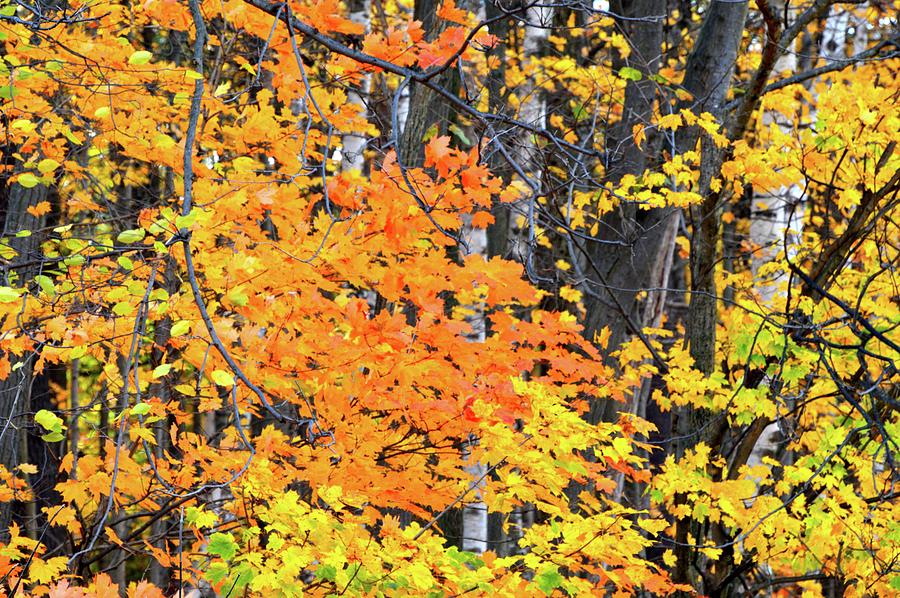 Forest Fall Color  Photograph by Lyle Crump