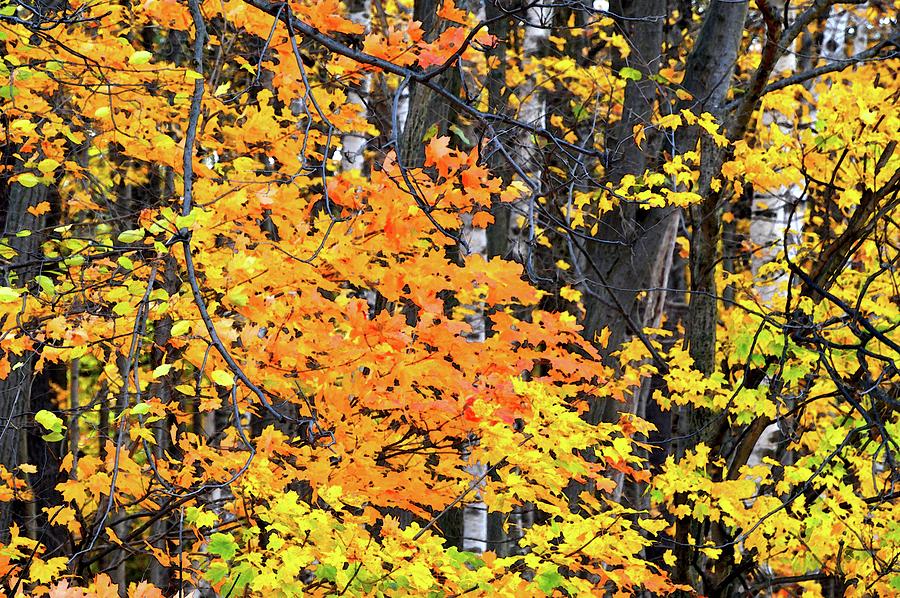 Forest Fall Color Two  Digital Art by Lyle Crump