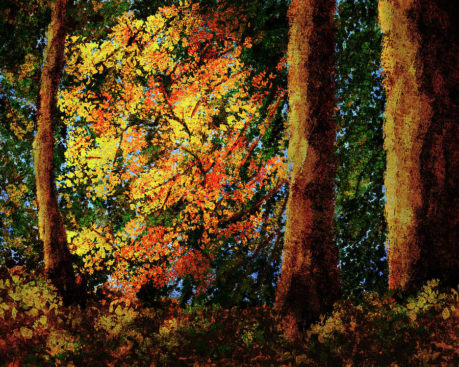 Forest Fall Colors Digital Art by Ken Taylor
