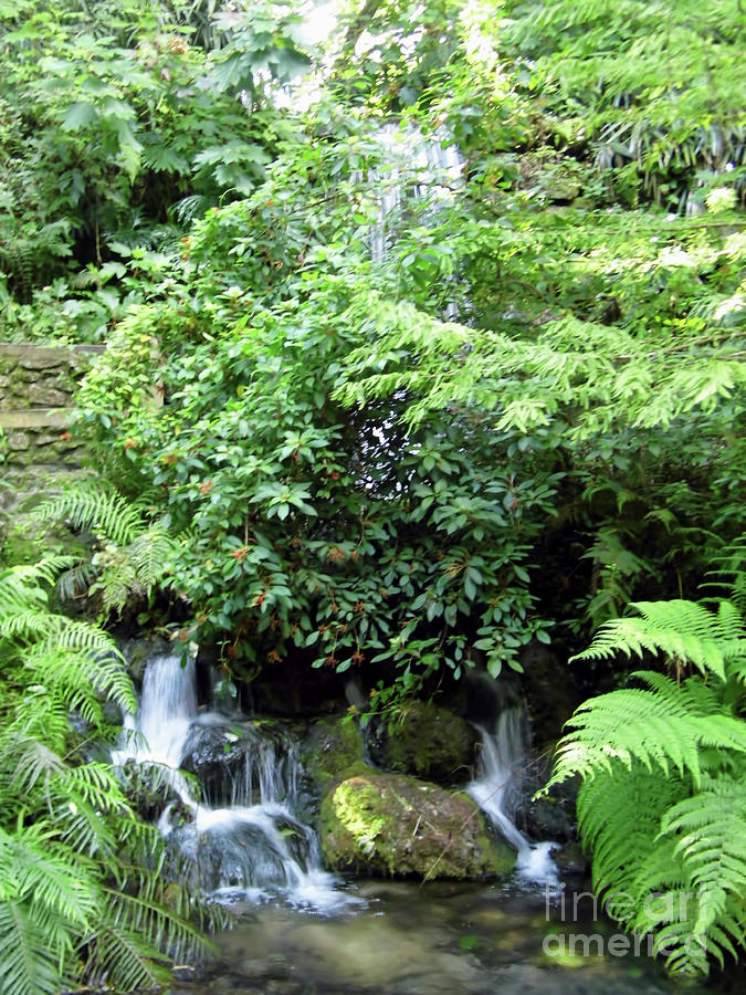 Forest Falls Photograph by D Hackett