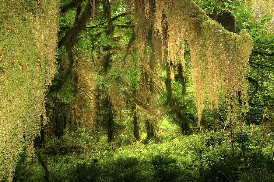 Forest Fantasy - Quinault - Gateway to Paradise on the Olympic Peninsula WA Photograph by Alexandra Till