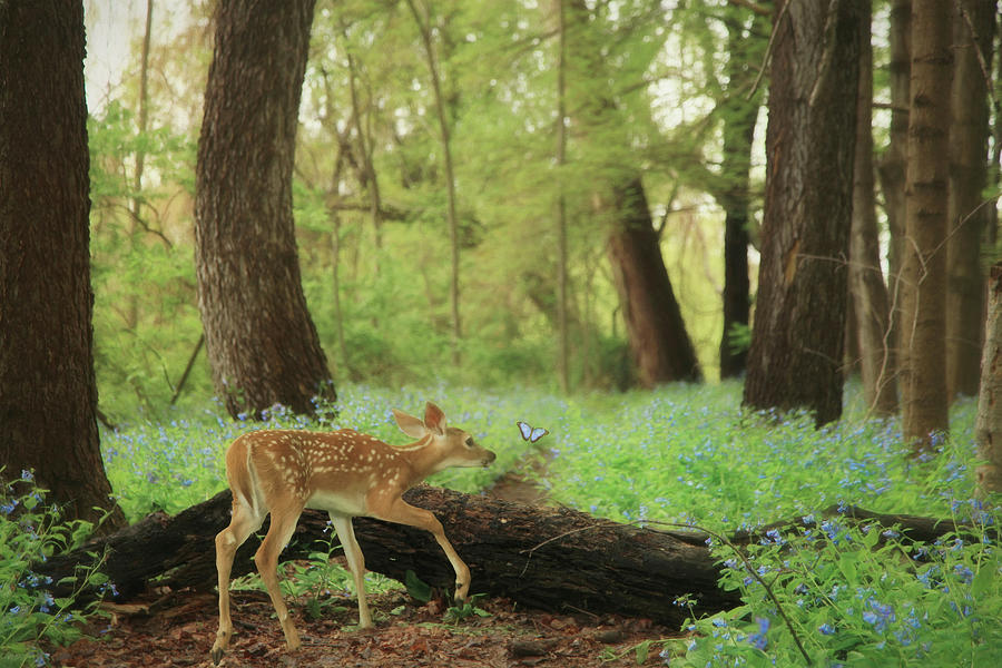 Forest Fawn Photograph by Carrie Ann Grippo-Pike