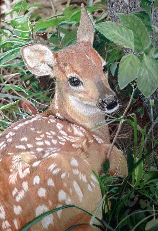 Forest Fawn Drawing by Lori Hanks Fine Art America