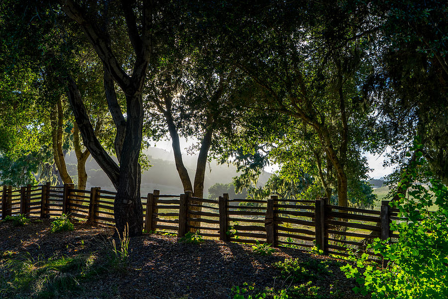 Forest Fence Photograph by Derek Dean
