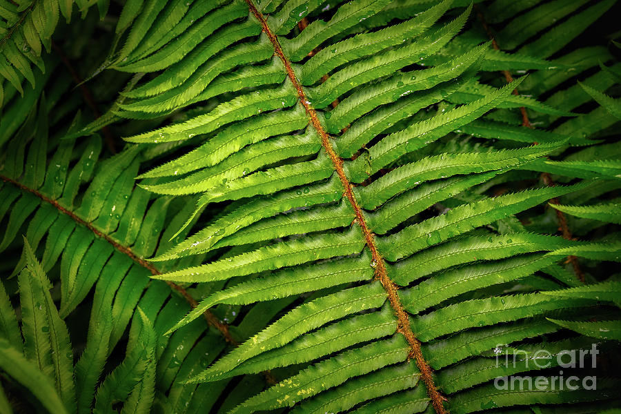 Forest Fern Photograph by Jerry Fornarotto