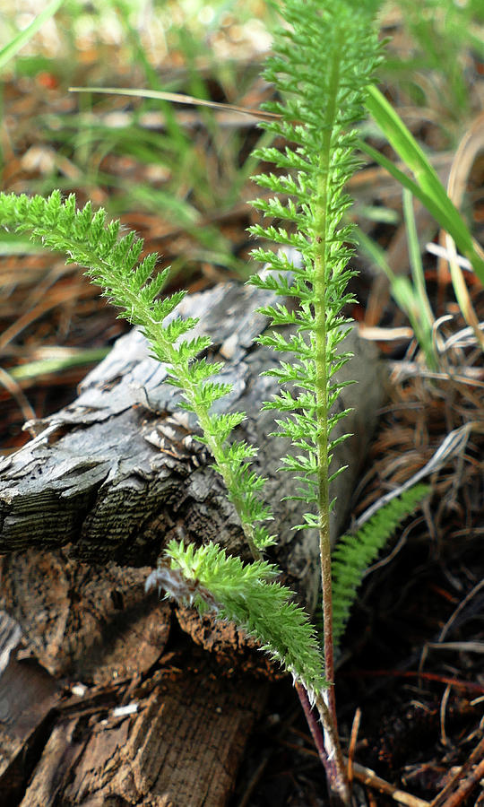Forest Fern Photograph by Laurel Powell