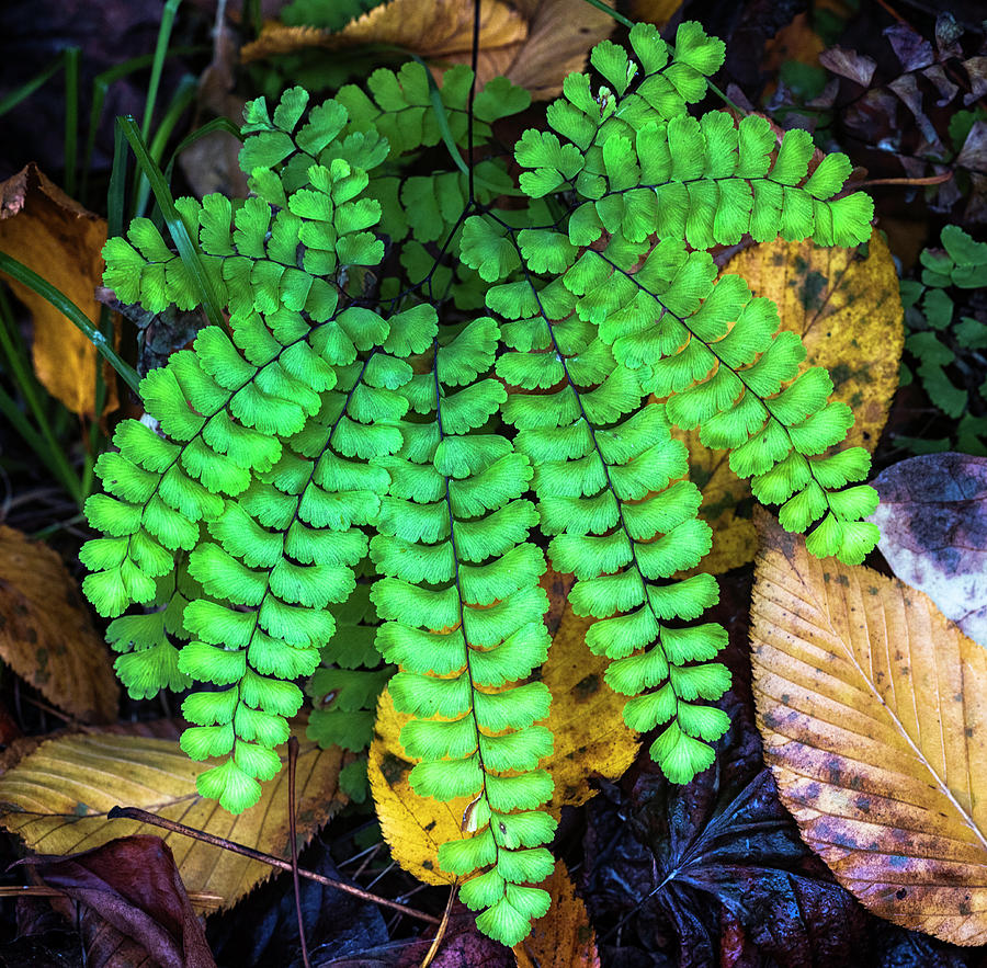 Forest Fern Photograph by Norman Reid