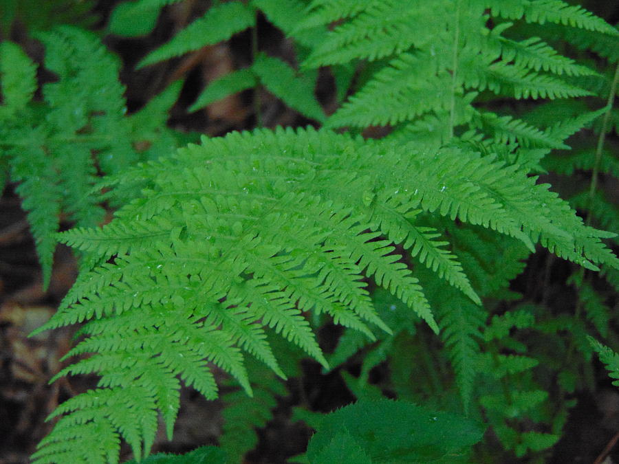 Forest Fern Photograph by Richie Parks