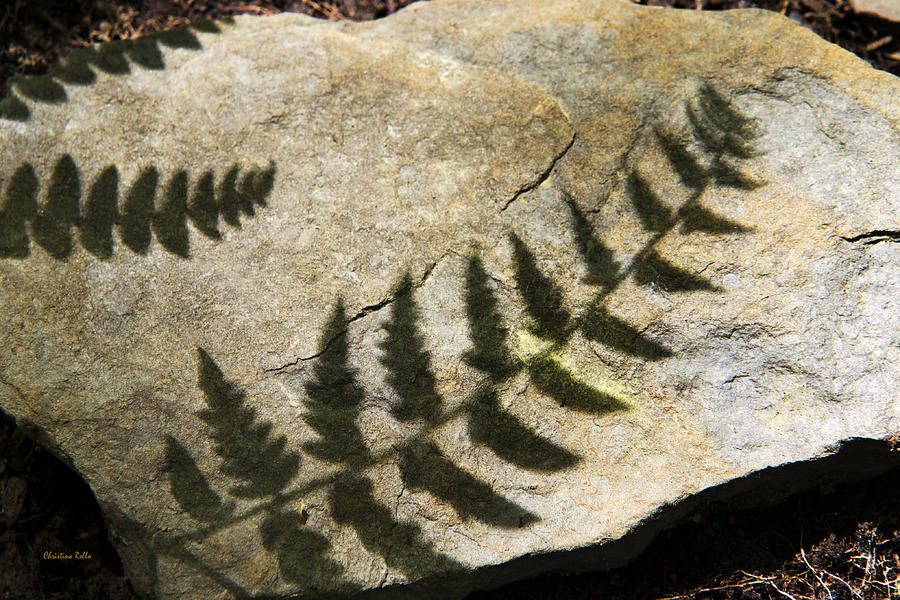 Forest Fern Shadows Photograph by Christina Rollo