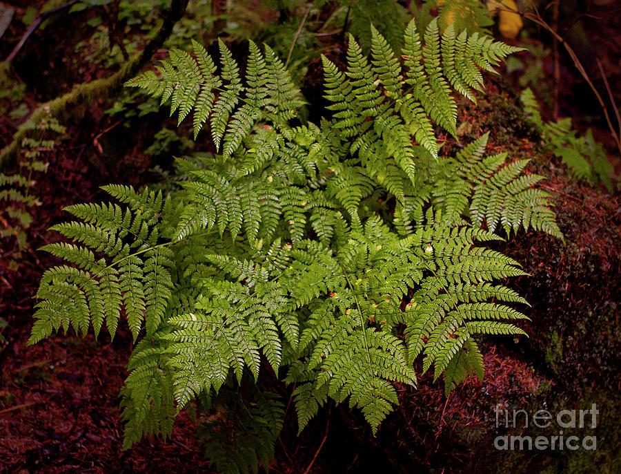 Forest Fern-Signed-#5150 Photograph by J L Woody Wooden