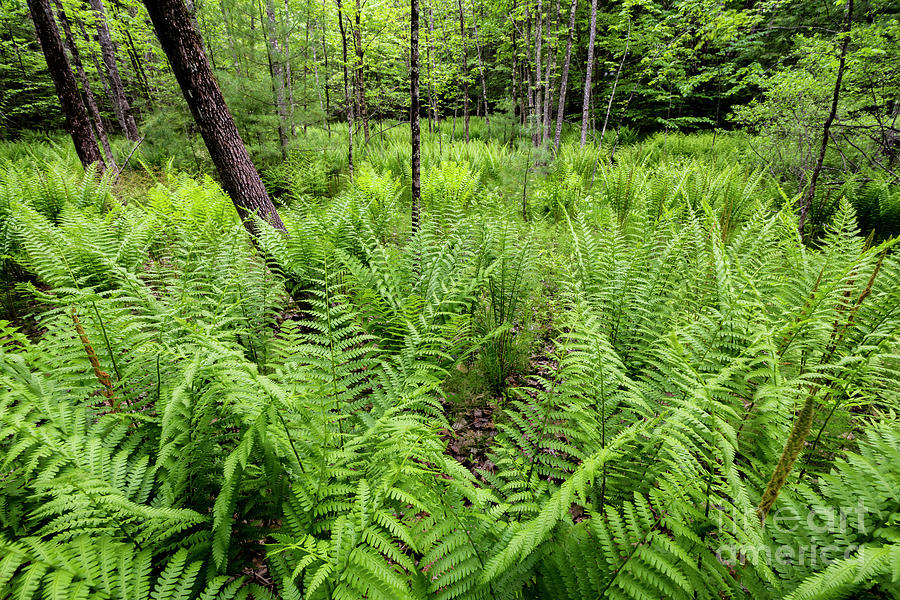 Forest Ferns Photograph by Craig Shaknis