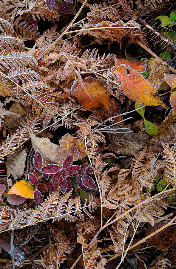 Fall Photograph - Forest Ferns by Doug Gibbons