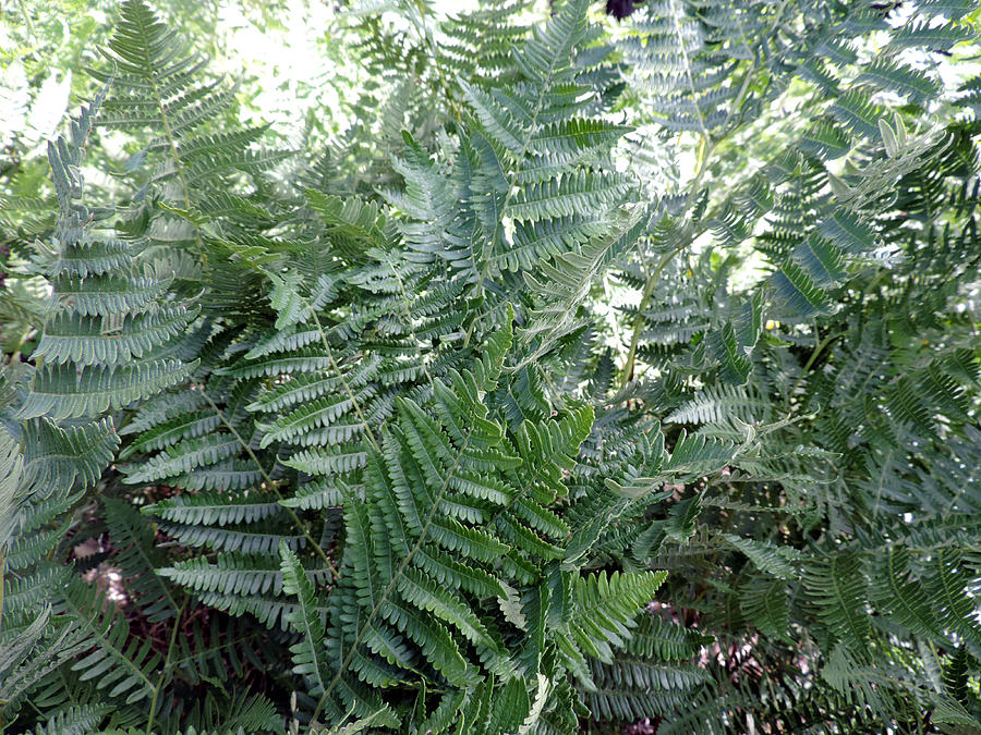 Forest Ferns Photograph by Eric Forster