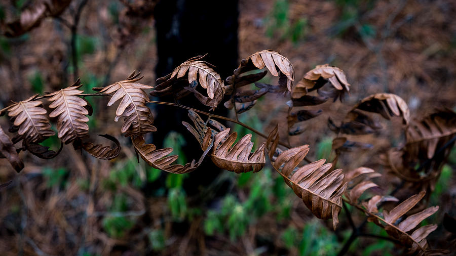 Forest Ferns Photograph by Glenn DiPaola