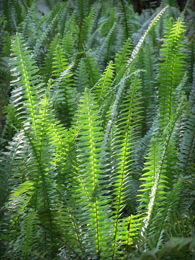 Forest Ferns Photograph by Wanderbird Photographi LLC
