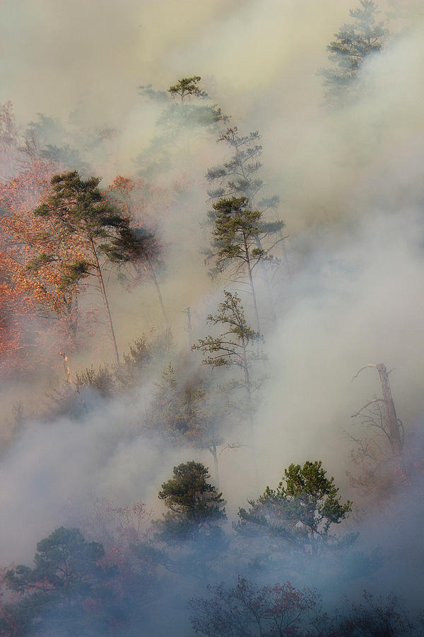 Forest Fire Photograph by Mike Eingle