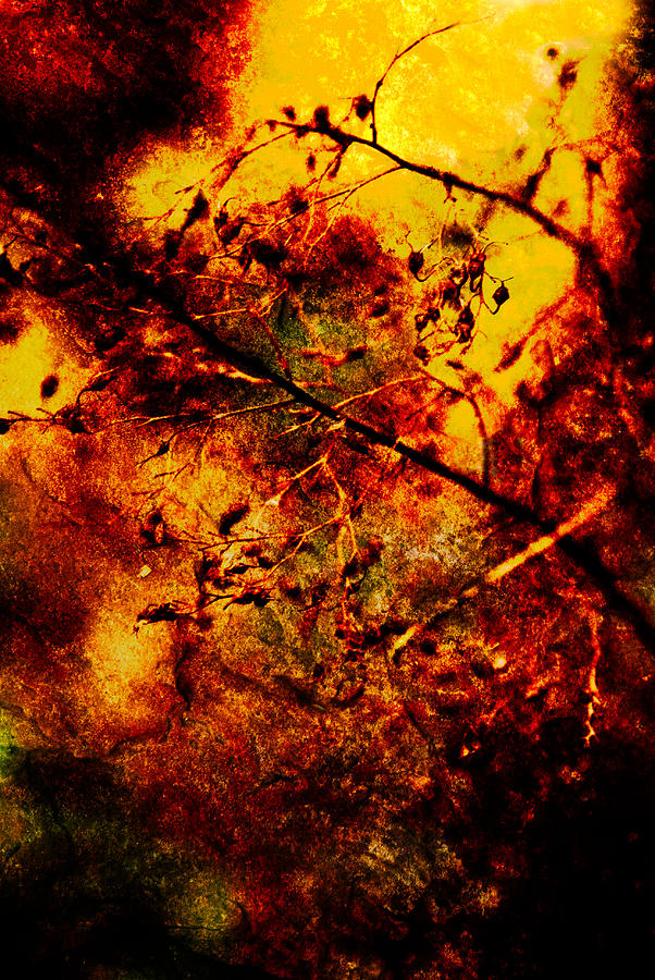 Abstract Photograph - Forest Fire by Onyonet Photo studios
