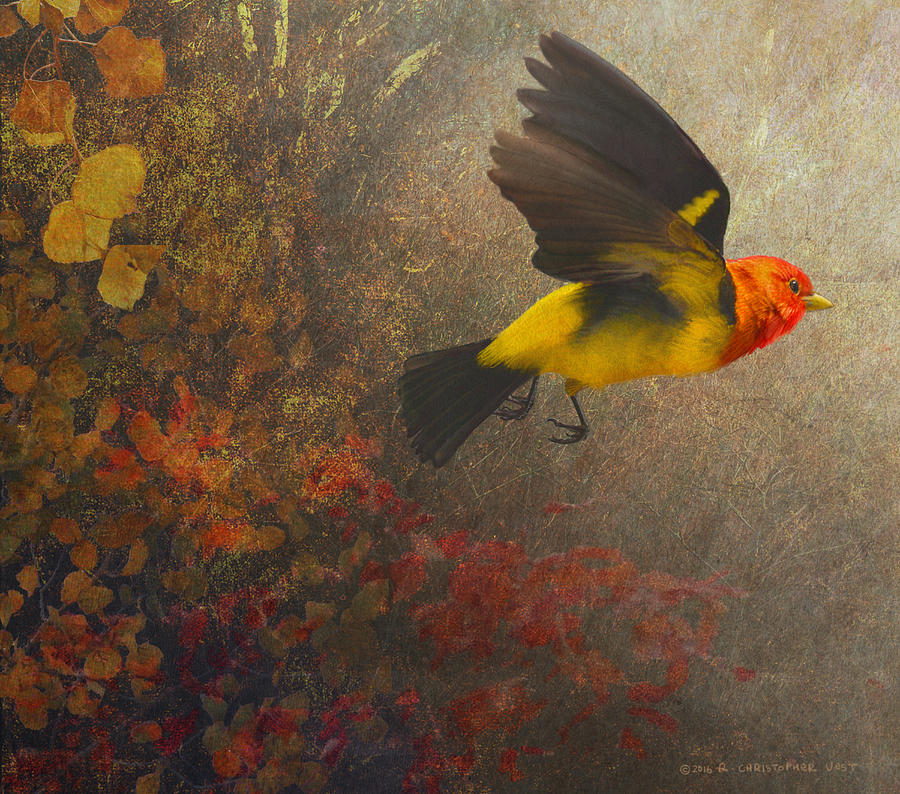 Forest Flight Western Tanager Photograph by R christopher Vest