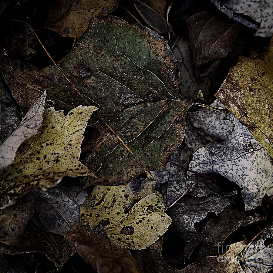 Forest Floor - Leaf 7 Photograph by Pete Hellmann