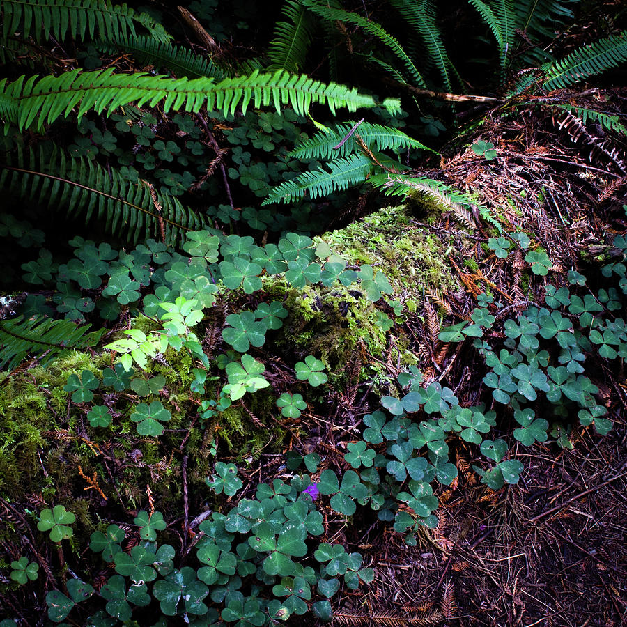 Forest Floor Photograph by Al White
