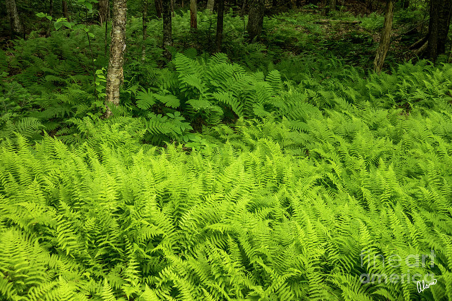 Forest Floor Covered in Ferns Photograph by Alana Ranney