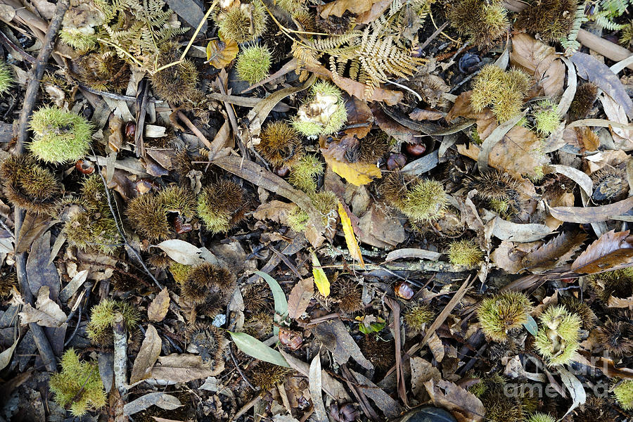 Forest floor covered with leaves and burrs of chestnut fruit Photograph by Perry Van Munster