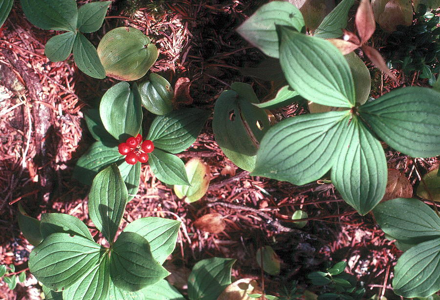 Forest Floor Photograph by Douglas Pike