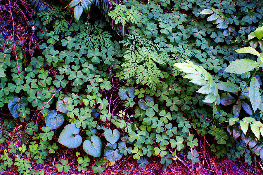 Forest Floor in Oregon Photograph by Ben Upham III