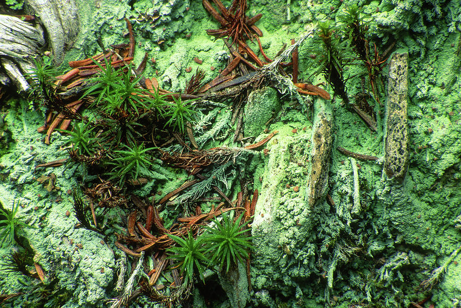 Forest Floor Macro Photograph