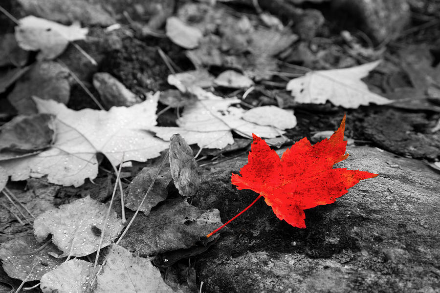 Forest Floor Maple Leaf Photograph by Adam Pender