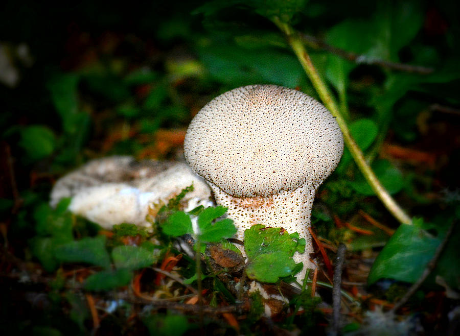 Mushroom Photograph - Forest Floor Mushroom by Lori Seaman