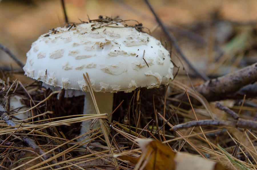Forest Floor Mushroom Photograph by Rob Huntley