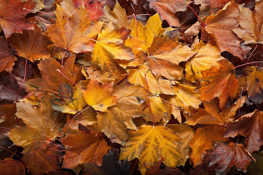 Forest Floor Photograph by Steve Gadomski - Fine Art America