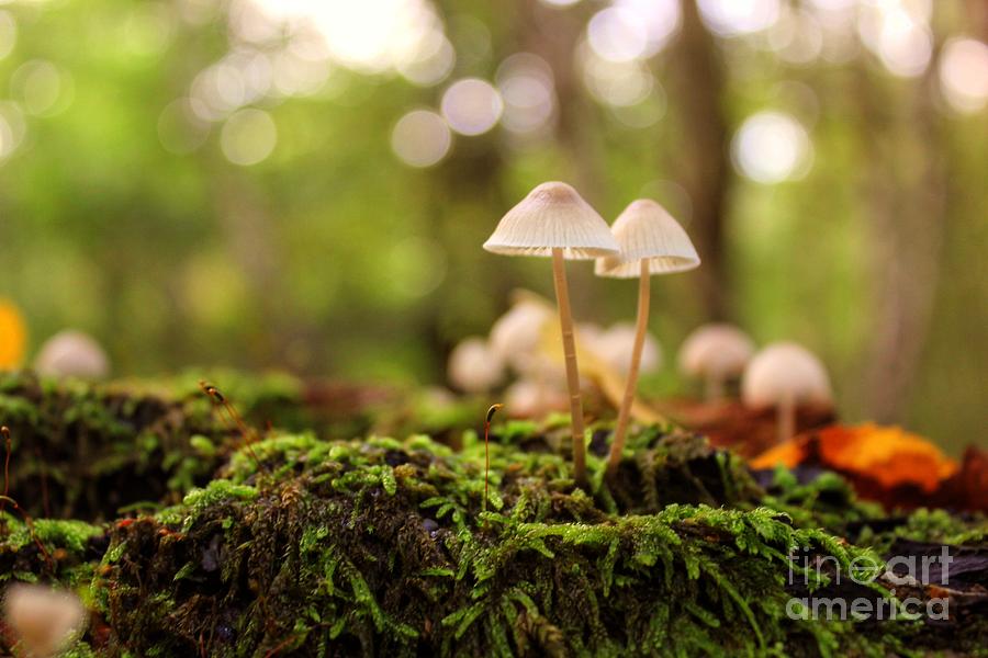 Forest Floor Photograph by Vicki Spindler