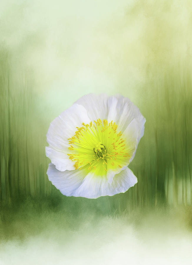 Forest Flower Digital Art by Terry Davis