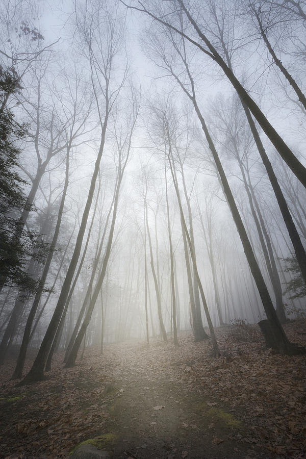 Tree Photograph - Forest Fog by Bill Wakeley