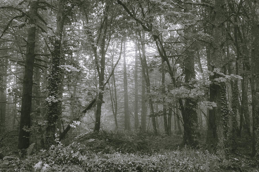 Forest Fog BW Photograph by Catherine Avilez